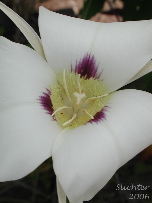 Flower of Lewiston Mariposa, Sagebrush Mariposa Lily: Calochortus macrocarpus var. maculosus