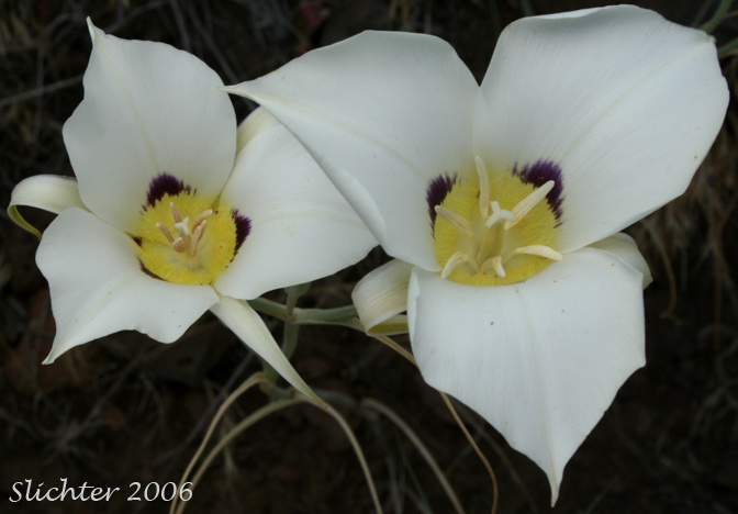 Flowers of Lewiston Mariposa, Sagebrush Mariposa Lily: Calochortus macrocarpus var. maculosus
