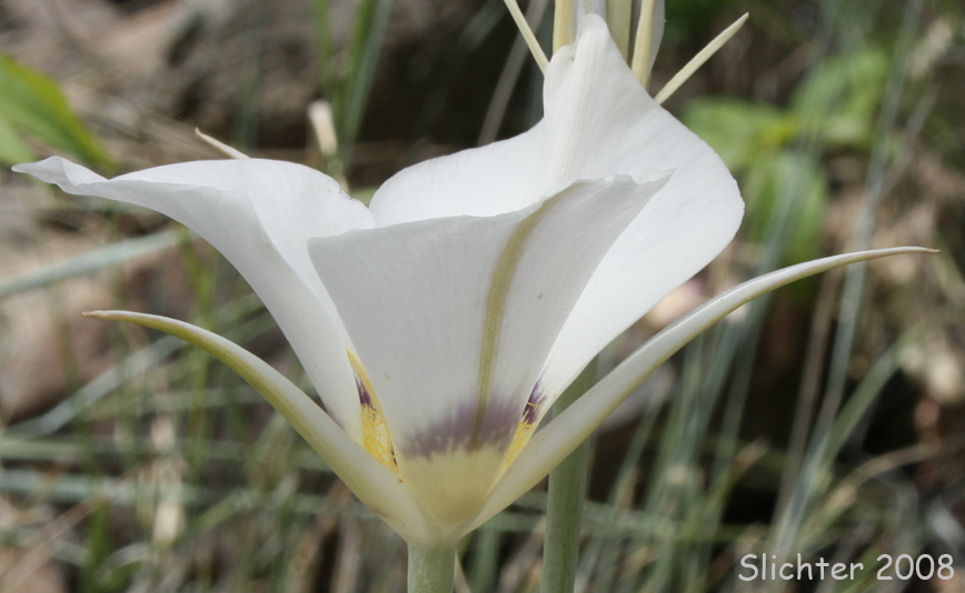 Profile view of the flower of Lewiston Mariposa, Sagebrush Mariposa Lily: Calochortus macrocarpus var. maculosus