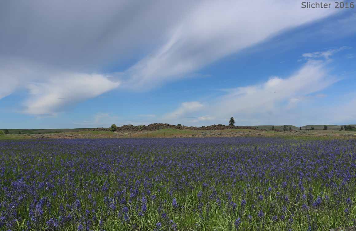 Habitat of Common Camas, Small Camas: Camassia quamash ssp. quamash (Synoyms: Camassia quamash ssp. teapeae, Camassia quamash var. quamash, Phalangium quamash)