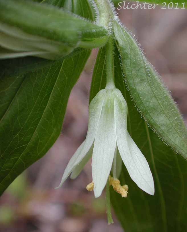 Close-up of the flower of Roughfruit Fairybells, Sierra Fairy-bell, Wartberry, Wart-berry Fairy Bells: Prosartes trachycarpa (Synonyms: Disporum trachycarpum, Disporum trachycarpum var. subglabrum)