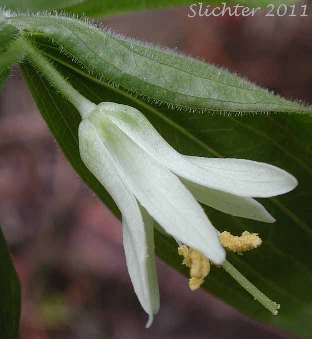 Close-up of a flower of Roughfruit Fairybells, Sierra Fairy-bell, Wartberry, Wart-berry Fairy Bells: Prosartes trachycarpa (Synonyms: Disporum trachycarpum, Disporum trachycarpum var. subglabrum)