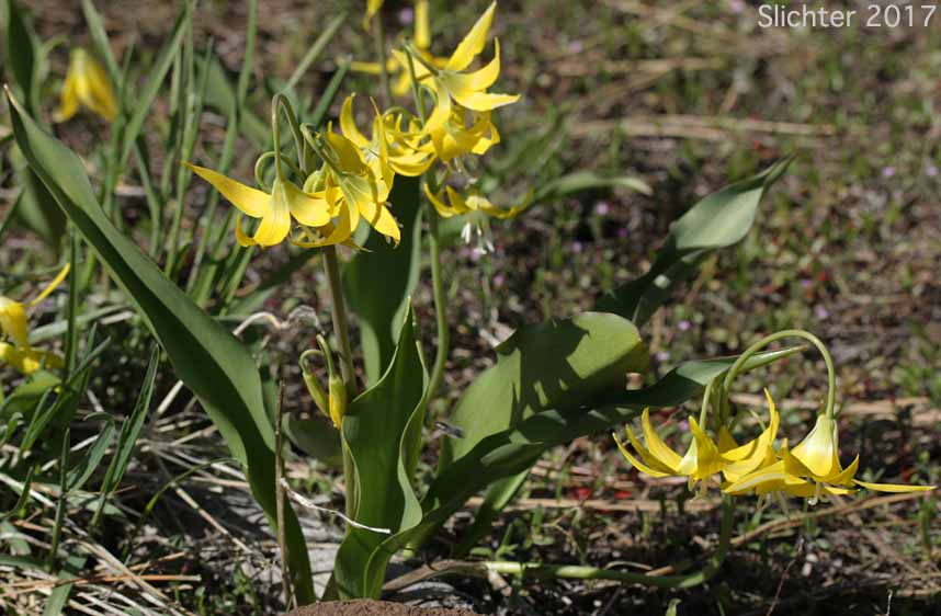 Glacier Lily, Pale Fawn-lily, Yellow Avalanche Lily, Yellow Fawnlily, Yellow Fawn-lily: Erythronium grandiflorum var. grandiflorum (Synonyms: Erythronium grandiflorum ssp. chrysandrum, Erythronium grandiflorum ssp. grandiflorum, Erythronium grandiflorum ssp. nudipetalum, Erythronium grandiflorum var. chrysandrum, Erythronium grandiflorum var. nudipetalum, Erythronium grandiflorum var. pallidum, Erythronium nudipetalum, Erythronium parviflorum)
