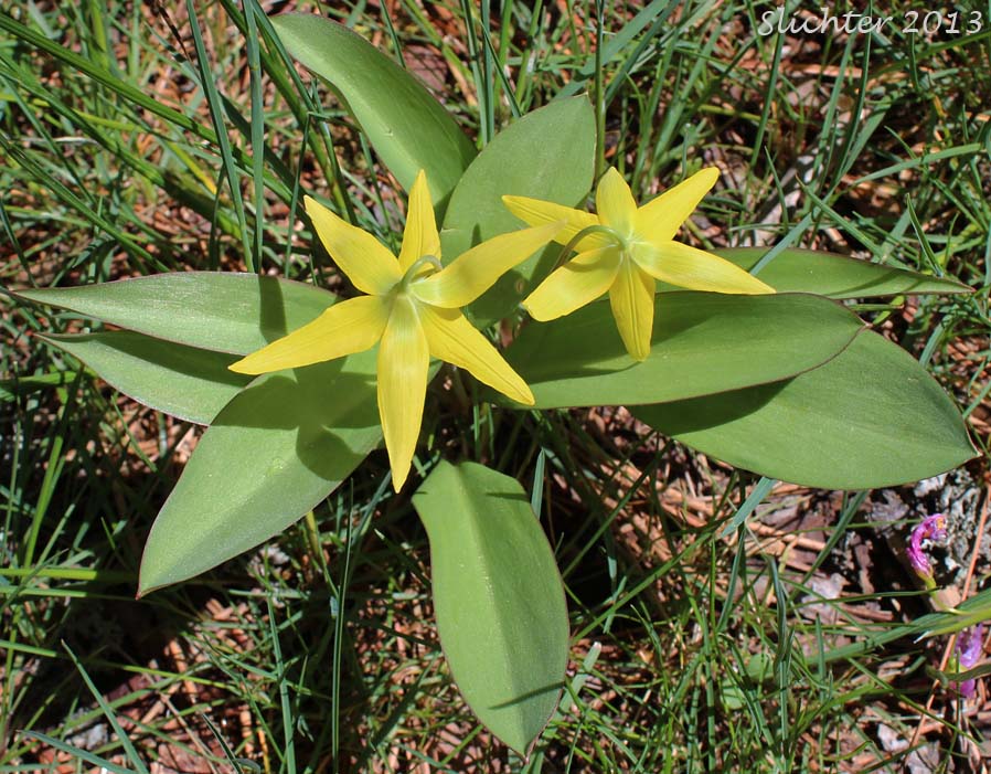 Glacier Lily, Pale Fawn-lily, Yellow Avalanche Lily, Yellow Fawnlily, Yellow Fawn-lily: Erythronium grandiflorum var. grandiflorum (Synonyms: Erythronium grandiflorum ssp. chrysandrum, Erythronium grandiflorum ssp. grandiflorum, Erythronium grandiflorum ssp. nudipetalum, Erythronium grandiflorum var. chrysandrum, Erythronium grandiflorum var. nudipetalum, Erythronium grandiflorum var. pallidum, Erythronium nudipetalum, Erythronium parviflorum)