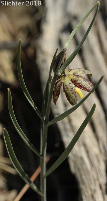 Chocolate Lily, Purple Fritillary, Spotted Fritillary: Fritillaria atropurpurea (Synonyms: Fritillaria adamantina, Fritillaria gracillima)