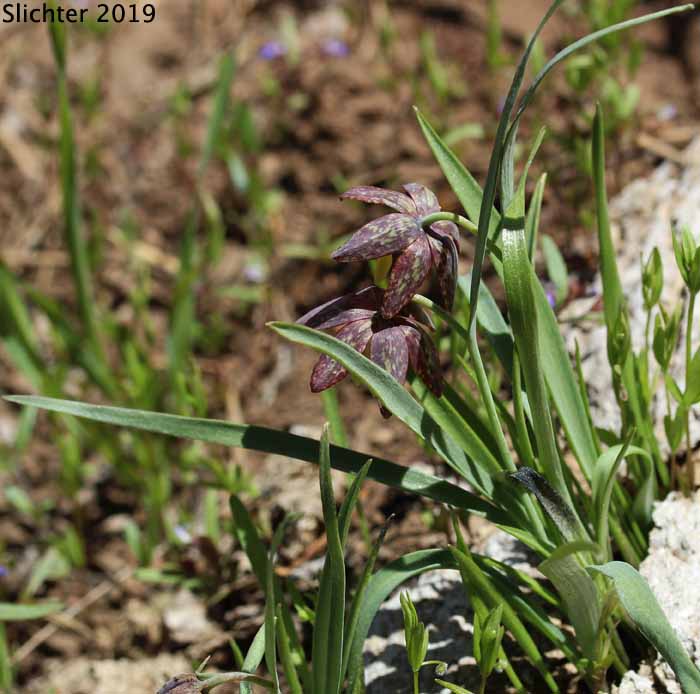 Chocolate Lily, Purple Fritillary, Spotted Fritillary: Fritillaria atropurpurea (Synonyms: Fritillaria adamantina, Fritillaria gracillima)