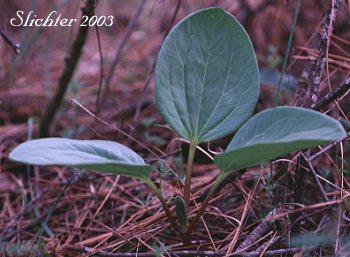 Idaho Trillium, Petiled Wakerobin, Purple Trillium, Purple Wakerobin, Round-leaved Wake-robin: Trillium petiolatum
