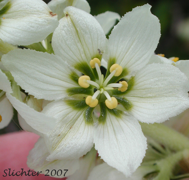 Flower of California False Hellebore, Californica Wild Hellebore, White False Hellebore, Skunk Cabbage: Veratrum californicum var. californicum