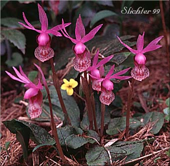 Fairy Slipper Orchid: Calypso bulbosa