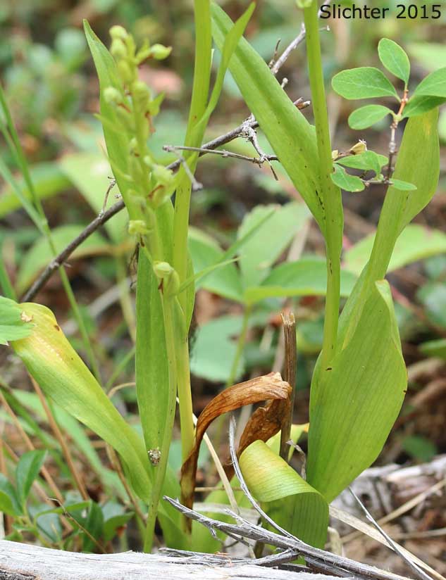 Basal leaves of Frog-orchis, Long-bracted Orchid: Coeloglossum viride (Synonym: Habenaria viridis)