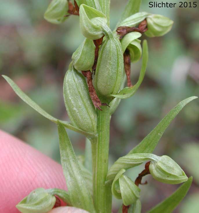 Inflorescence of Frog-orchis, Long-bracted Orchid: Coeloglossum viride (Synonym: Habenaria viridis)