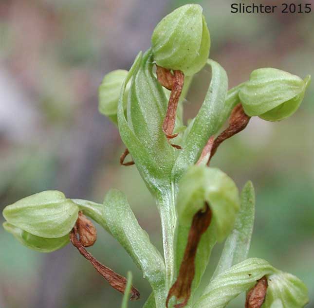 Inflorescence of Frog-orchis, Long-bracted Orchid: Coeloglossum viride (Synonym: Habenaria viridis)