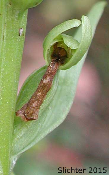 Flower of Frog-orchis, Long-bracted Orchid: Coeloglossum viride (Synonym: Habenaria viridis)