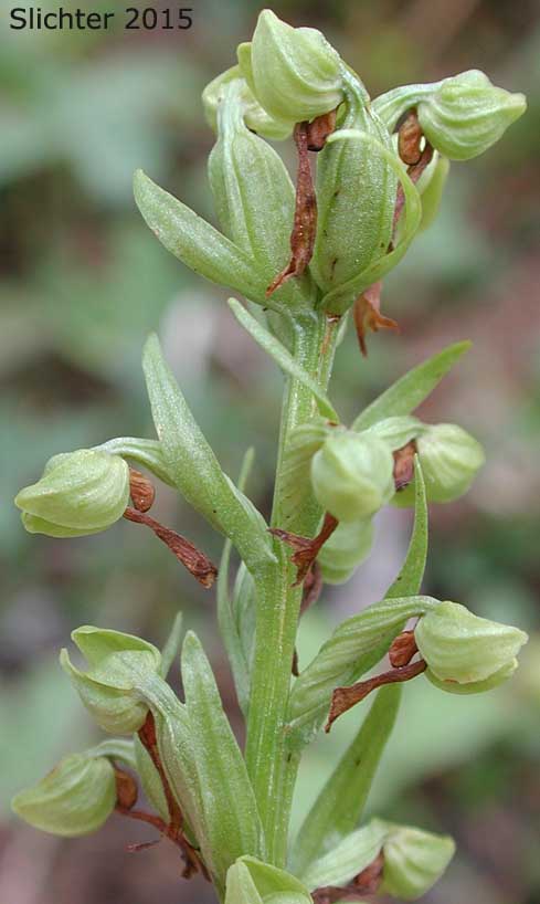 Inflorescenc of Frog-orchis, Long-bracted Orchid: Coeloglossum viride (Synonym: Habenaria viridis)