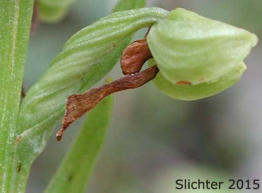 Sideview of flower of Frog-orchis, Long-bracted Orchid: Coeloglossum viride (Synonym: Habenaria viridis)
