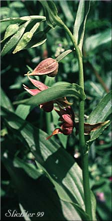 Giant Hellborine, Stream Orchid: Epipactis gigantea (Synonyms: Amesia gigantea, Epipactis gigantea f. citrina, Epipactis gigantea f. rubrifolia, Helleborine gigantea)