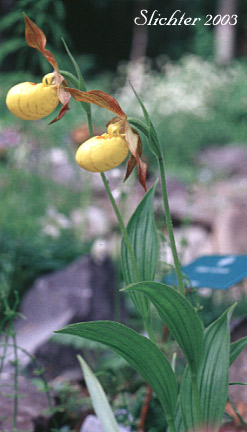 Fairy Slipper, Greater Yellow lady's Slipper, Lesser Yellow Lady's Slipper Orchid, Yellow Lady's-slipper: Cypripedium parviflorum (Synonyms: Cypripedium calceolus var. parviflorum, Cypripedium parviflorum var. makasin, Cypripedium parviflorum var. parviflorum, Cypripedium parviflorum var. pubescens)