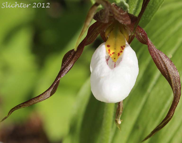 Frontal view of the flower of ountain Lady Slipper, Mountain Lady's Slipper: Cypripedium montanum