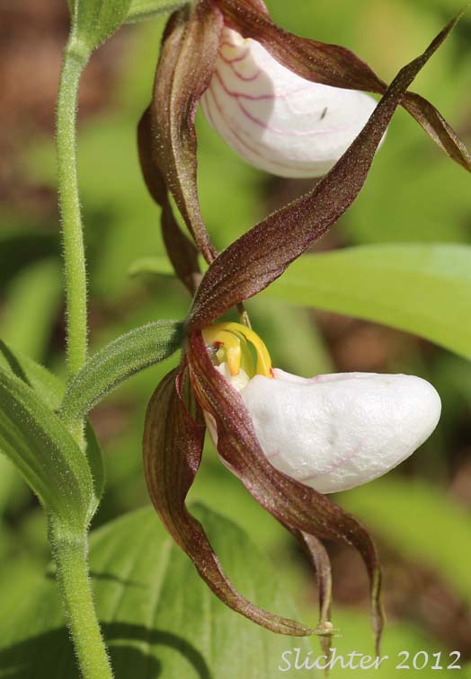 Sideview of the flower of ountain Lady Slipper, Mountain Lady's Slipper: Cypripedium montanum