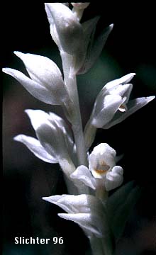 Phantom Orchid: Cephalanthera austiniae (Synonyms: Chloraea austiniae, Eburophyton austiniae)