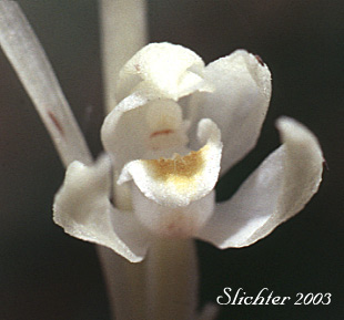 Flower of Phantom Orchid: Cephalanthera austiniae (Synonyms: Chloraea austiniae, Eburophyton austiniae)