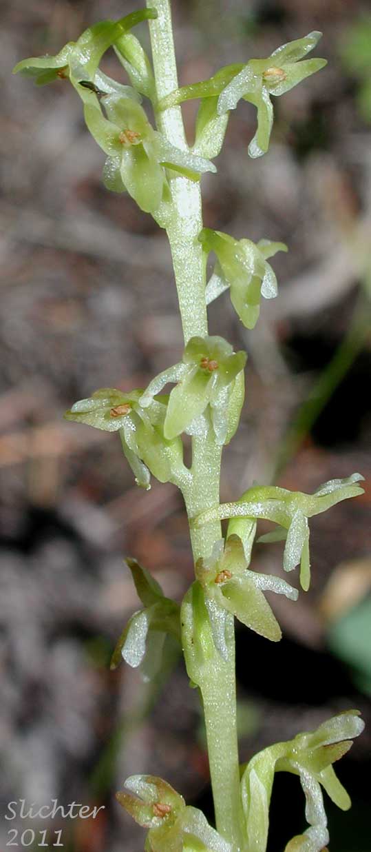 Close-up of the raceme of Alaska Rein Orchid, Short-spurred Bog Orchid, Short-spurred Piperia, Slender-spire Orchid: Platanthera unalascencis (Synonyms: Habenaria schischmareffiana, Habenaria unalascencis, Piperia unalascensis)