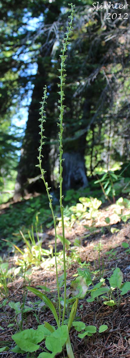 Alaska Rein Orchid, Short-spurred Bog Orchid, Short-spurred Piperia, Slender-spire Orchid: Platanthera unalascencis (Synonyms: Habenaria schischmareffiana, Habenaria unalascencis, Piperia unalascensis)