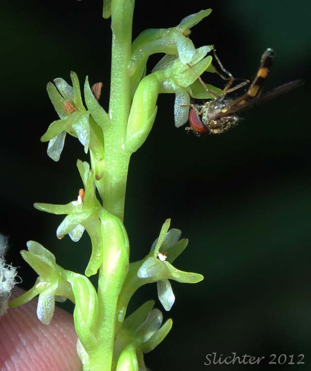 Close-up of the flowers of Alaska Rein Orchid, Short-spurred Bog Orchid, Short-spurred Piperia, Slender-spire Orchid: Platanthera unalascencis (Synonyms: Habenaria schischmareffiana, Habenaria unalascencis, Piperia unalascensis)