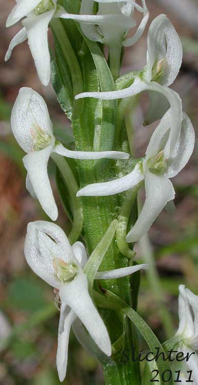 Close-up of the inflorescence of Long-spurred Bog Orchid, Sierra Bog Orchid, White Bog Orchid: Platanthera dilatata var. leucostachys (Synonyms: Habenaria dilatata var. leuchostachys, Habenaria leucostachys, Limnorchis graminifolia, Limnorchis leucostachys, Limnorchis leucostachys var. leucostachys, Limnorchis leucostachys var. robusta, Platanthera leucostachys)