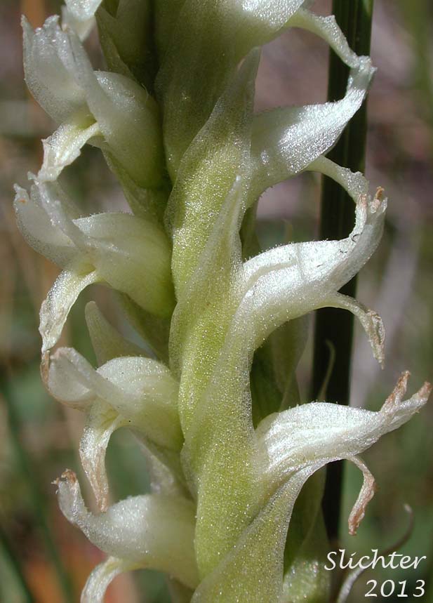 Close-up of the inflorescence of Hooded Ladie's Tresses: Spiranthes romanzoffiana (Synonym: Spiranthes romanzoffiana var. romanzoffiana)