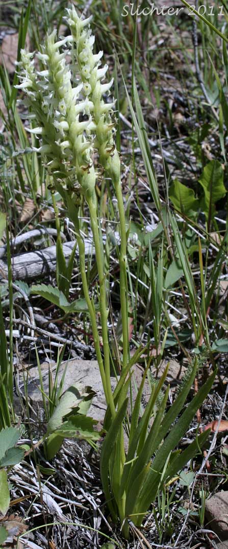 Hooded Ladie's Tresses: Spiranthes romanzoffiana (Synonym: Spiranthes romanzoffiana var. romanzoffiana)