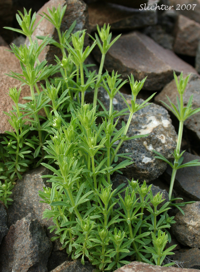 Annual Bedstraw, Cleavers, Common Cleavers, Goose-grass, Stickywilly, Stick-willy: Galium aparine (Synonyms: Galium agreste, Galium agreste var. echinospermum, Galium aparine var. aparine, Galium aparine var. echinospermum, Galium apraine var. vaillantii, Galium vaillantii) 