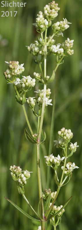 Northern Bedstraw: Galium boreale (Synonym: Galium boreale ssp. septentrionale)