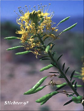 Yellow Bee Plant: Peritoma lutea (Synonyms: Cleome lutea, Cleome lutea ssp. lutea, Cleome lutea var. lutea)