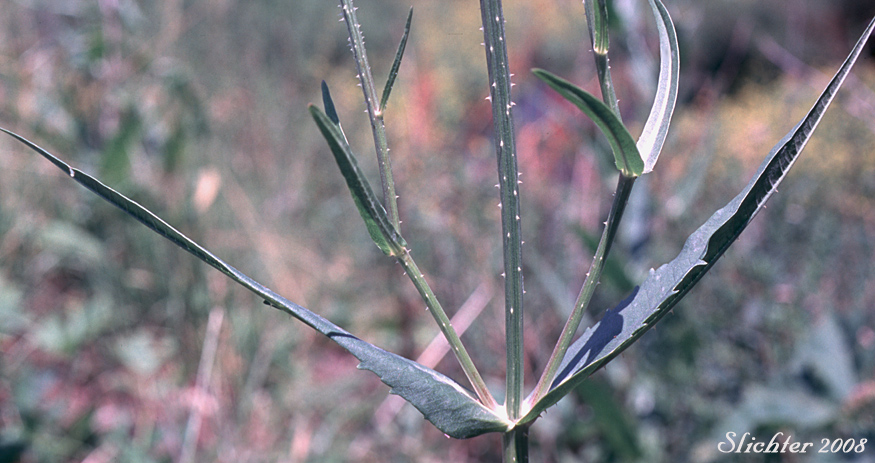 Upper stem leaves of Common Teasel, Fuller's Teasel, Teasel, Wild Teasel: Dipsacus fullonum (Synonyms: Dipsacus fullonum ssp. fullonum, Dipsacus fullonum ssp. sylvestris, Dipsacus sylvestris)