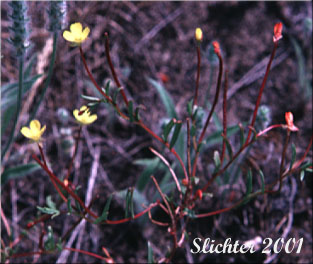 Contorted-pod Evening-primrose, Slender Evening-primrose, Twisted Evening-primrose: Camissonia contorta (Synonyms: Oenothera contorta, Oenothera contorta var. contorta)