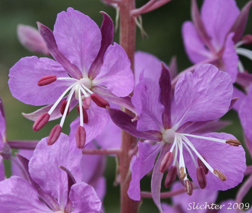 Flowers of fFireweed, Great Willow-herb: Chamerion angustifolium var. canescens (Synonyms: Chamaenerion angustifolium, Chamerion angustifolium ssp. angustifolium, Chamerion angustifolium ssp. circumvagum, Chamerion angustifolium var. angustifolium, Chamerion danielsii, Chamerion platyphyllum, Chamerion spicatum, Epilobium angustifolium, Epilobium angustifolium ssp. circumvagum, Epilobium angustifolium ssp. macrophyllum, Epilobium angustifolium var. abbreviatum, Epilobium angustifolium var. canescens, Epilobium angustifolium var. intermedium, Epilobium angustifolium var. macrophyllum, Epilobium angustifolium var. platyphyllum, Epilobium spicatum)