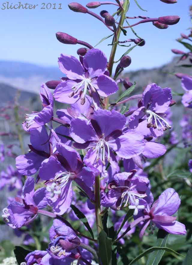 Fireweed, Great Willow-herb: Chamerion angustifolium var. canescens (Synonyms: Chamaenerion angustifolium, Chamerion angustifolium ssp. angustifolium, Chamerion angustifolium ssp. circumvagum, Chamerion angustifolium var. angustifolium, Chamerion danielsii, Chamerion platyphyllum, Chamerion spicatum, Epilobium angustifolium, Epilobium angustifolium ssp. circumvagum, Epilobium angustifolium ssp. macrophyllum, Epilobium angustifolium var. abbreviatum, Epilobium angustifolium var. canescens, Epilobium angustifolium var. intermedium, Epilobium angustifolium var. macrophyllum, Epilobium angustifolium var. platyphyllum, Epilobium spicatum)