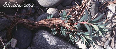 Root of Broad-leaf Fireweed, Broadleaf Willowherb, Dwarf Fireweed, River Beauty: Chamaenerion latifolium (Synonyms: Chamerion latifolium, Epilobium latifolium)