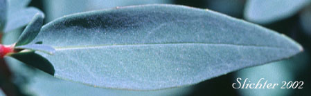 Leaf of Broad-leaf Fireweed, Broadleaf Willowherb, Dwarf Fireweed, River Beauty: Chamaenerion latifolium (Synonyms: Chamerion latifolium, Epilobium latifolium)