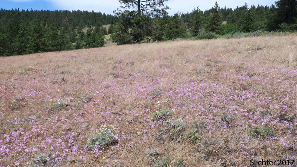 Habitat of Deerhorn, Elkhorns Clarkia, Pinkfairies, Pink Fairies, Ragged Robin: Clarkia pulchella