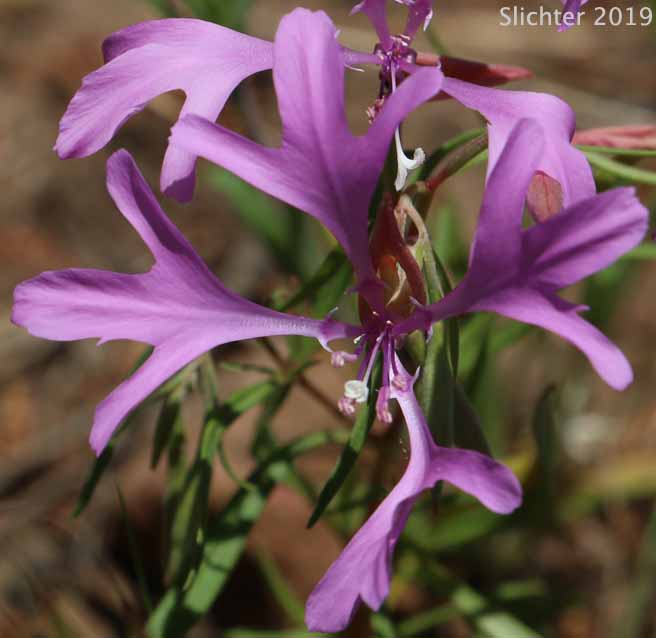 Flower of Deerhorn, Elkhorns Clarkia, Pinkfairies, Pink Fairies, Ragged Robin: Clarkia pulchella