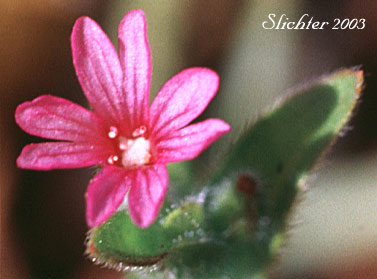 Flower of Dense-flower Willowherb, Denseflower Spike Primrose, Dense Spike-primrose: Epilobium densiflorum (Synonyms: Boisduvalia densiflora, Boisduvalia densiflora var. densiflora, Boisduvalia densiflora var. pallescens, Boisduvalia densiflora var. salina)