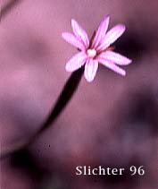 Flower of Chaparral Willowherb, Small-flowered Willowherb: Epilobium minutum (Synonym: Epilobium minutum var. minutum)