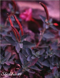 Fruits of Rockfringe, Rose Willowherb, Rose Willow-herb: Epilobium obcordatum