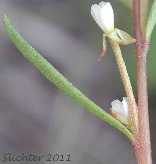 Flowers and stem leaf of Deceptive Groundsmoke: Gayophytum decipiens