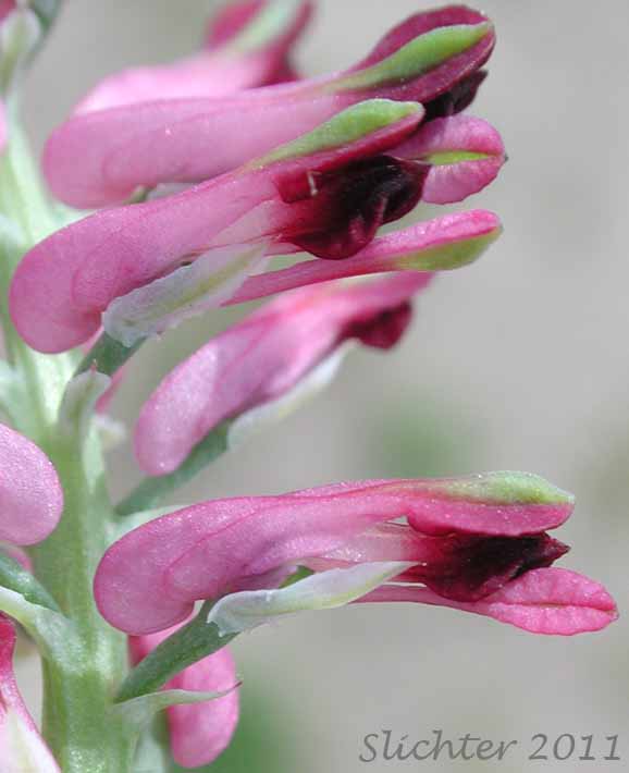 Close-up of the flowers of Common Fumitory, Drug Fumitory: Fumaria officinalis (Synonym: Fumaria officinalis ssp. officinalis)
