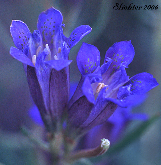 Close-up of the flowers of Pleated Gentian, Prairie Gentian, Rocky Mountain Gentian, Trapper's Gentian: Gentiana affinis (Synonyms: Dasystephana affinis, Dasystephana interrupta, Gentiana affinis ssp. ovata, Gentiana affinis var. bigelovii, Gentiana affinis var. forwoodii, Gentiana affinis var. major, Gentiana affinis var. oregana, Gentiana affinis var. ovata, Gentiana affinis var. parvidentata, Gentiana bigelovii, Gentiana forwoodii, Gentiana interrupta, Gentiana oregana, Gentiana rusbyi, Pneumonanthe affinis, Pneumonanthe bigelovii)