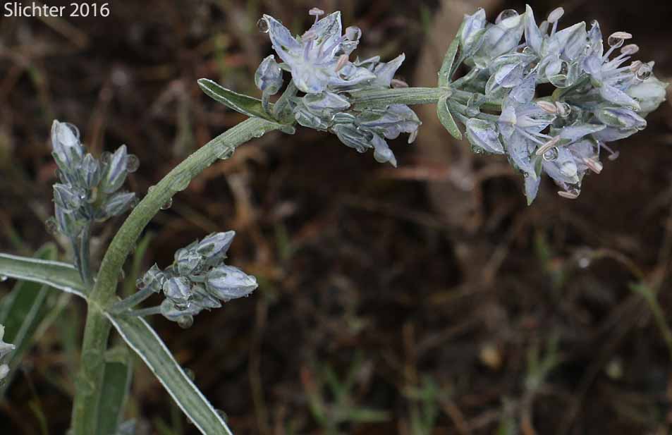 Douglas' Frasera, Whitestem Frasera: Frasera albicaulis var. albicaulis (Synonyms: Frasera nitida var. albicaulis, Leucocraspedum albicaule, Swertia albicaulis, Swertia albicaulis var. albicaulis, Swertia watsonii)
