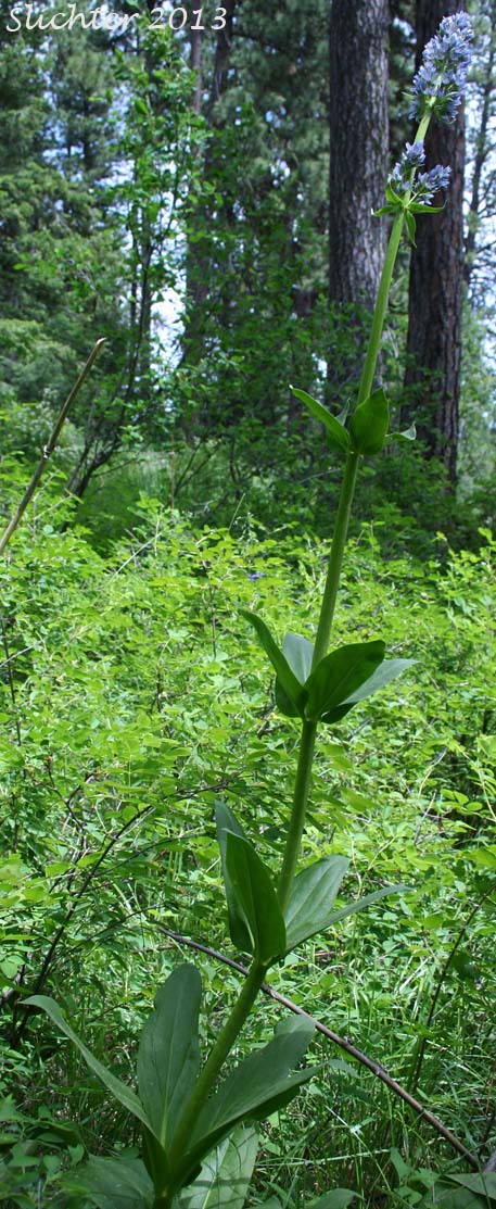Clustered Frasera, Clustered Green Gentian, Umpqua Green-gentian: Frasera fastigiata (Synonym: Swertia fastigiata)